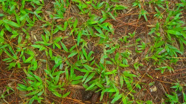Tannenzapfen Fallen Auf Den Boden Mit Grünem Gras Hintergrund — Stockfoto