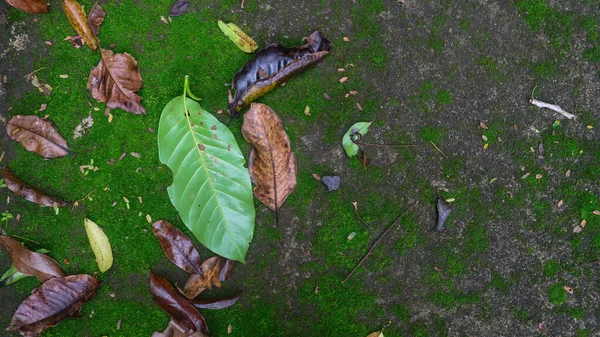 干叶的莫西混凝土路面纹理 — 图库照片