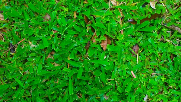Krásná Zelená Tráva Suchými Listy Jako Pozadí — Stock fotografie