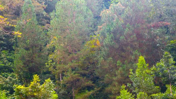 Красивые Зеленые Деревья Качестве Фона — стоковое фото