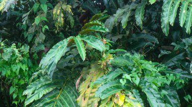 Arka plan olarak güzel yeşil yaprakları