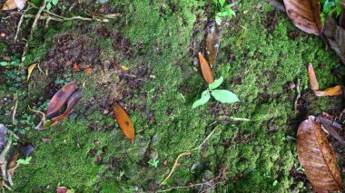 Düşmüş yapraklı yosunlu yol dokusu