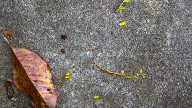 Düşen yapraklarla beton yol dokusu