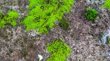 Arka plan olarak yosunlu taş dokusu