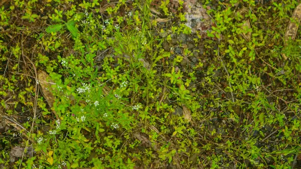Chão Rochoso Com Plantas Verdes Selvagens — Fotografia de Stock