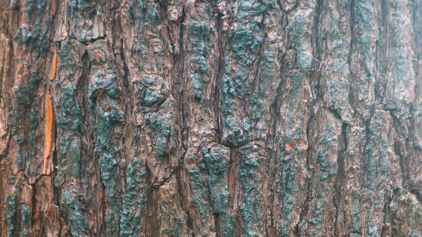 배경을 이루는 소나무 — 스톡 사진