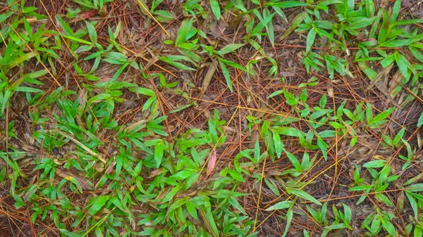 Pigne Che Cadono Terra Con Erba Verde Sullo Sfondo — Foto Stock