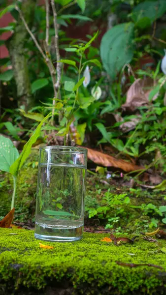 Vidrio Con Agua Sobre Fondo Planta Verde —  Fotos de Stock
