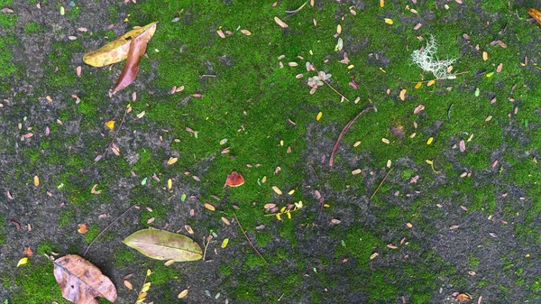 乾燥した葉が付いているモッシーの具体的な道の質 — ストック写真