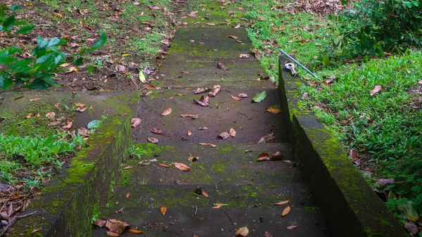 Mossy Concrete Stairs Fallen Leaves — Stock Photo, Image