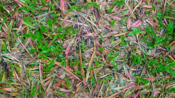 Schönes Grünes Gras Mit Trockenen Blättern Als Hintergrund — Stockfoto