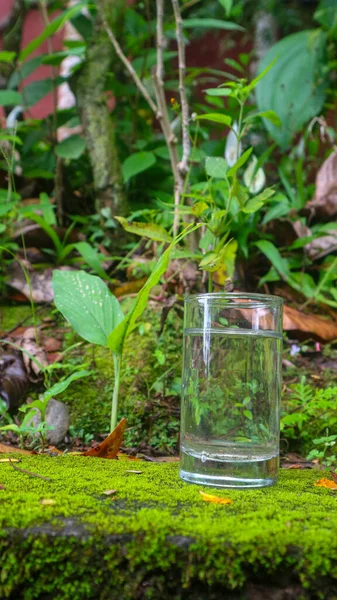Vidro Com Água Fundo Verde Planta — Fotografia de Stock