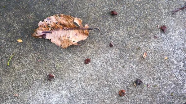 落ち葉が付いている具体的な道の質 — ストック写真