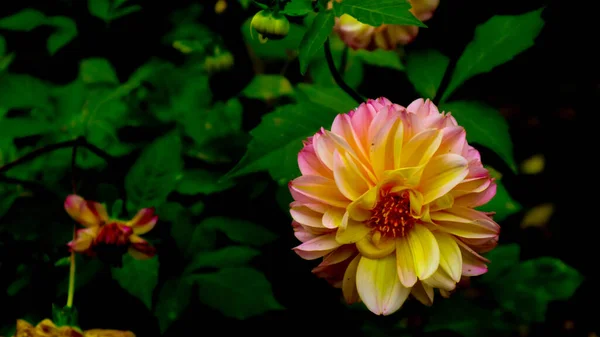 Mooie Verbazingwekkende Roze Gele Dahlia Bloem — Stockfoto