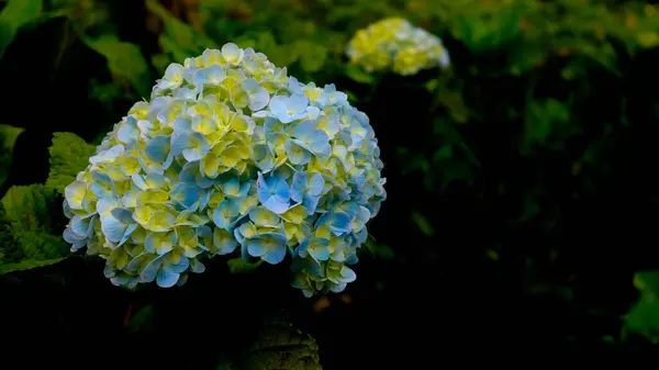 Hermosas Sorprendentes Flores Hortensias —  Fotos de Stock