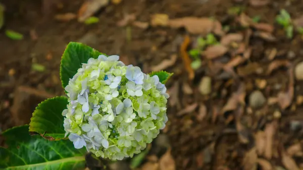 Hermosas Sorprendentes Hortensias Verdes —  Fotos de Stock