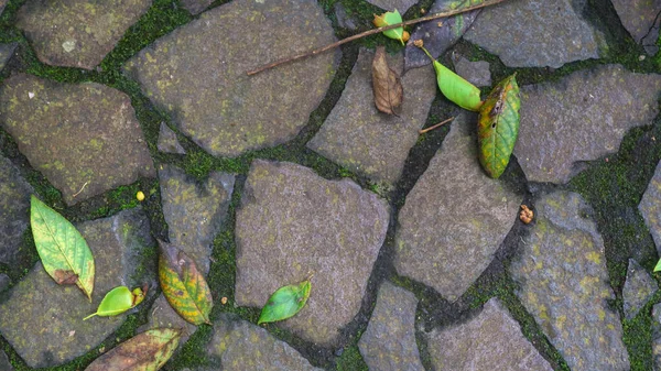 Caminho Pedra Com Folhas Caídas Como Fundo — Fotografia de Stock