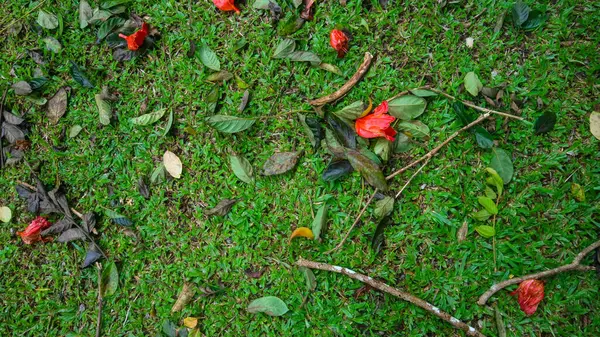 Zielona Trawa Czerwonymi Kwiatami Spada Jako Tło — Zdjęcie stockowe