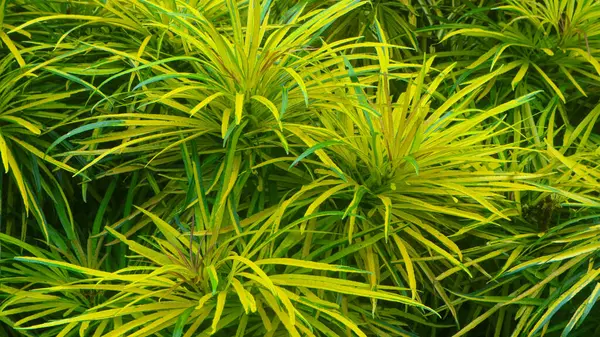 Arka Plan Olarak Güzel Sarı Yeşil Yapraklar — Stok fotoğraf