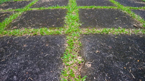 Τσιμεντόδρομος Μπλοκ Πράσινο Γρασίδι Στο Μεταξύ Φόντο — Φωτογραφία Αρχείου