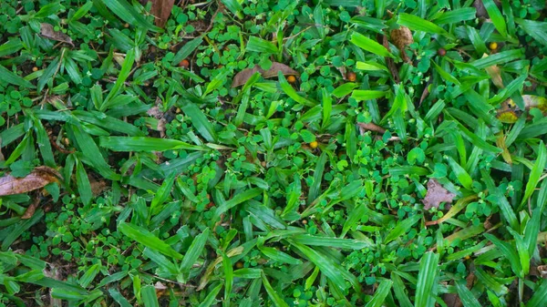 Hermosa Hierba Verde Con Hojas Secas Como Fondo — Foto de Stock