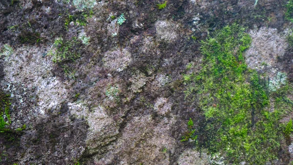 Mossy Tekstury Kamienia Jako Tło — Zdjęcie stockowe