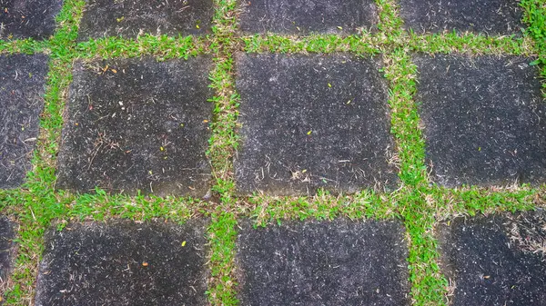 中間の緑の草が付いている具体的なブロック道 背景として — ストック写真