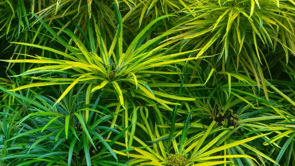 Arka Plan Olarak Güzel Sarı Yeşil Yapraklar — Stok fotoğraf