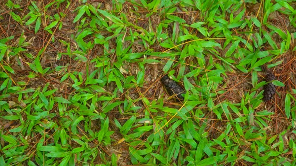Borovicové Šišky Padající Zem Zelenou Trávou Pozadí — Stock fotografie