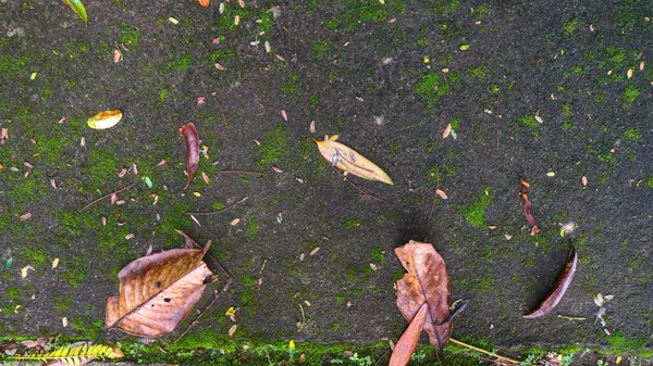 乾燥した葉が付いているモッシーの具体的な道の質 — ストック写真