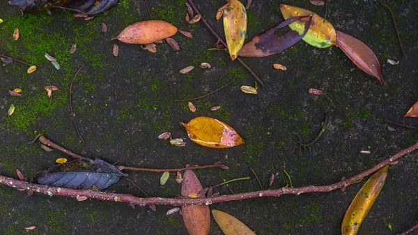 落ち葉のあるモッシーロードテクスチャ — ストック写真