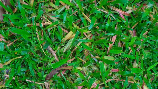 Vackert Grönt Gräs Med Torra Blad Som Bakgrund — Stockfoto