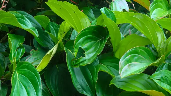 Arka Plan Olarak Güzel Yeşil Yaprakları — Stok fotoğraf