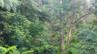 arka plan olarak güzel yeşil ağaçlar