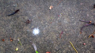 Düşen yapraklarla beton yol dokusu