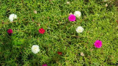 Güzel ve şaşırtıcı yosun gülü