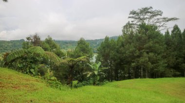 Bulutlu gökyüzü ile güzel ve şaşırtıcı ağaçlar