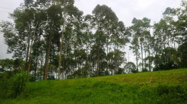 Güzel ağaçlı çimenli tepe