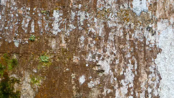 Удивительная Текстура Коры Качестве Фона — стоковое фото