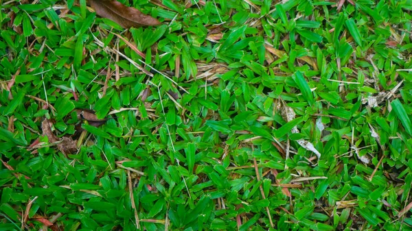 Piękna Zielona Trawa Suchymi Liśćmi Jako Tło — Zdjęcie stockowe