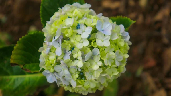 Krásné Úžasné Zelené Hortenzie — Stock fotografie