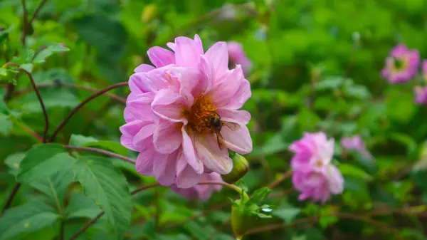 Bela Incrível Rosa Amarelo Dahlia Pinnata Flor — Fotografia de Stock