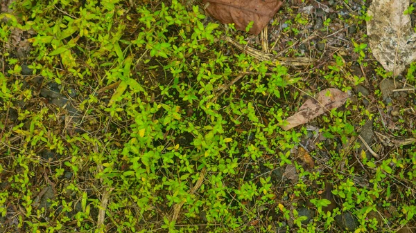Yeşil Yabani Bitkilerle Kayalık Zemin — Stok fotoğraf
