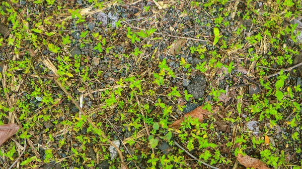 Felsiger Boden Mit Grünen Wildpflanzen — Stockfoto