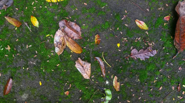 Moosbewachsene Straßenstruktur Aus Beton Mit Trockenen Blättern — Stockfoto
