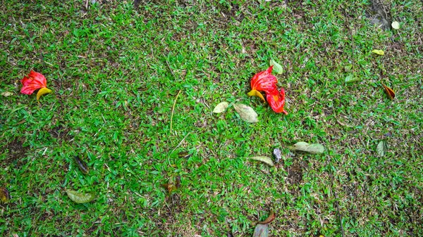 赤い花が落ちている緑の草 背景として — ストック写真
