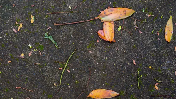 Mossy Road Υφή Πεσμένα Φύλλα — Φωτογραφία Αρχείου