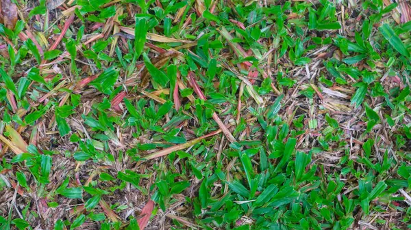 Hermosa Hierba Verde Con Hojas Secas Como Fondo —  Fotos de Stock