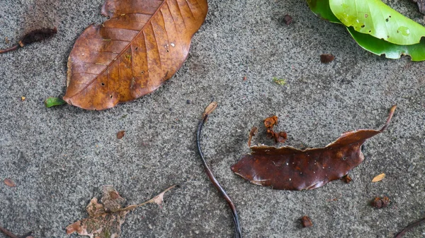 落叶的莫西混凝土路面纹理 — 图库照片