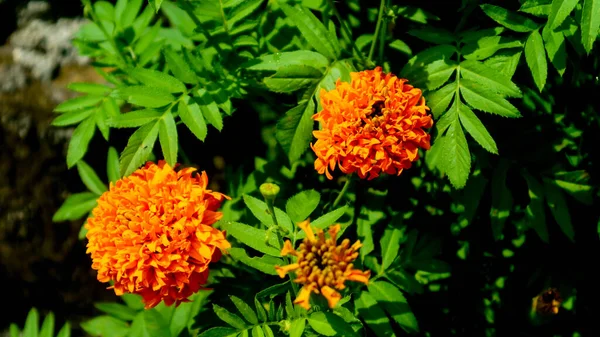 Schöne Und Atemberaubende Ringelblumen — Stockfoto